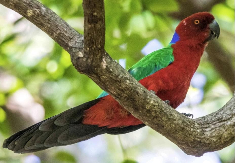 Kadavu Parrot perched in tropical foliage