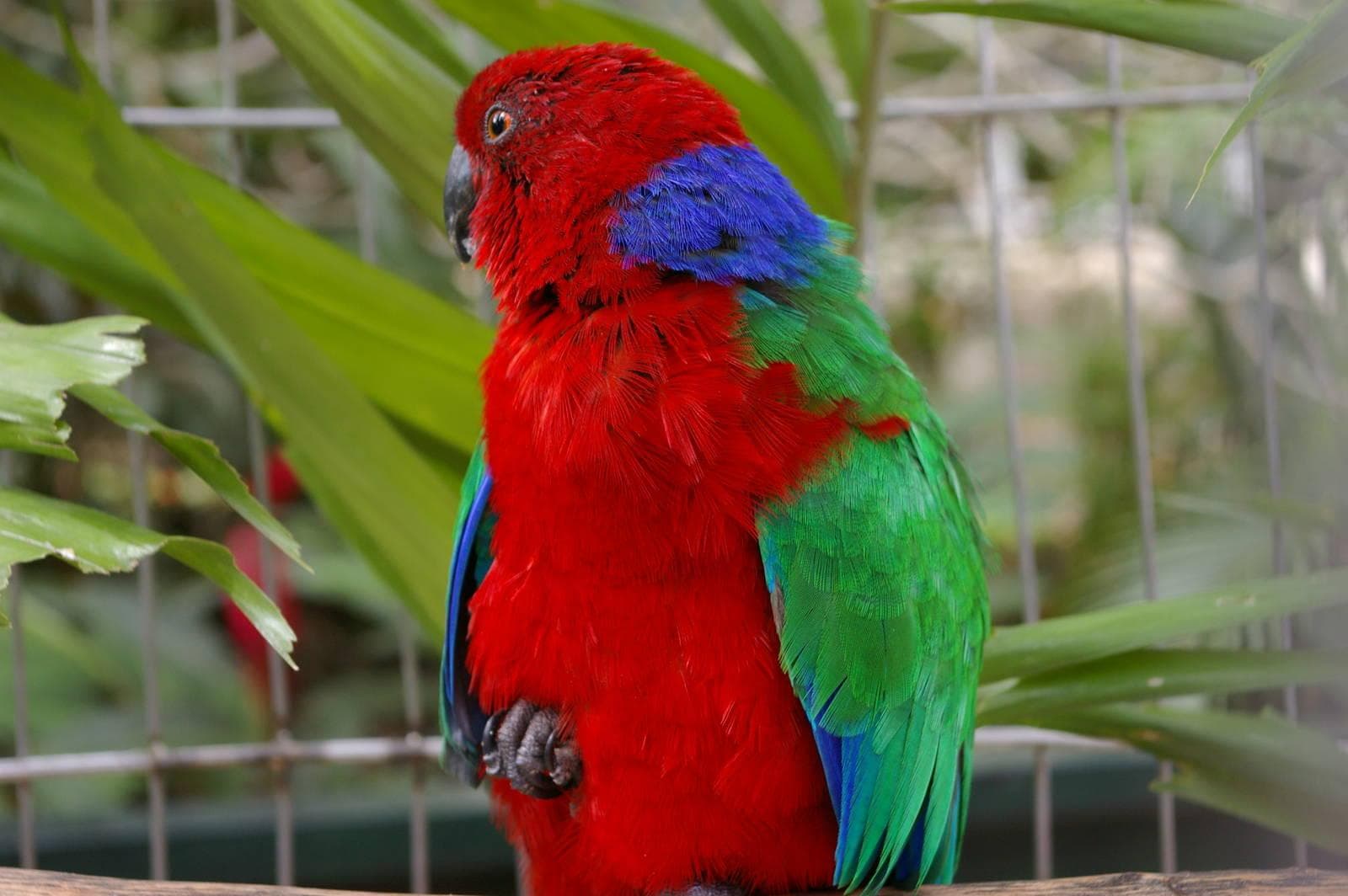 Kadavu Parrot showing crimson breast and blue nape